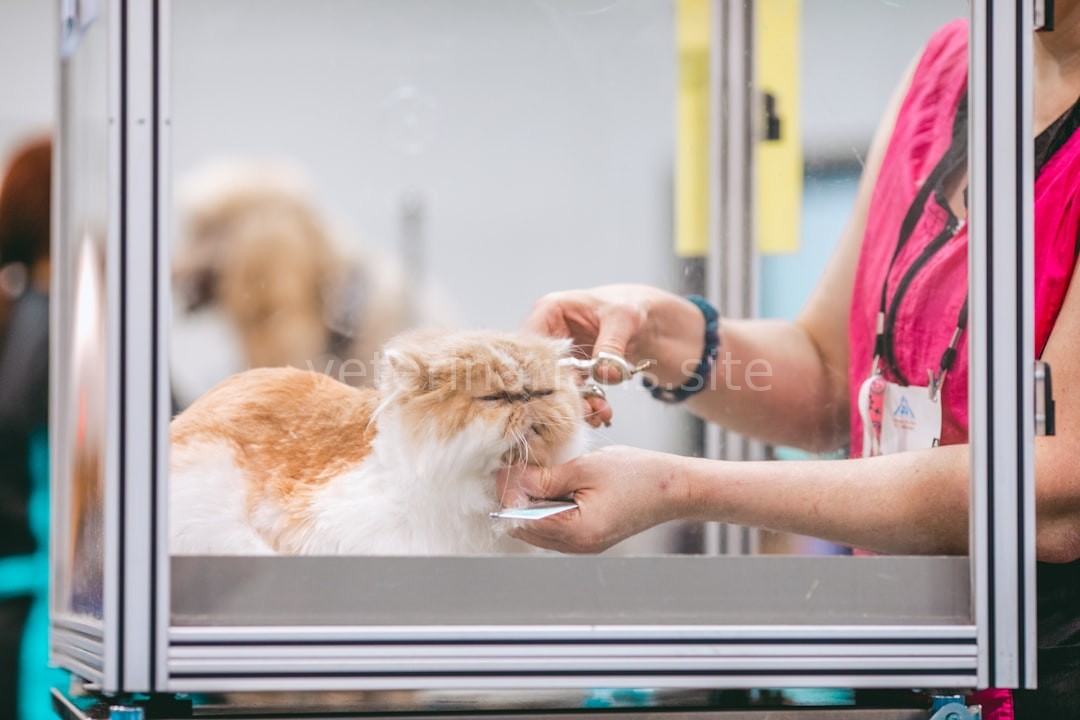 Puppy Grooming