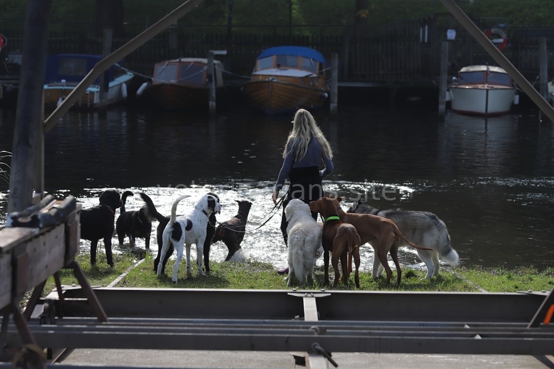 Pet Wellness 4