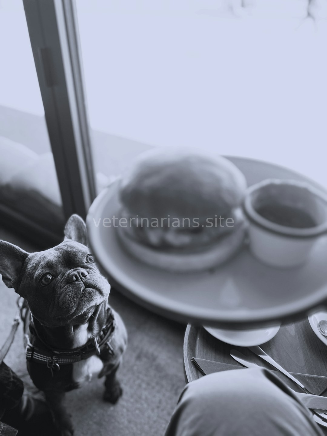 Pet Wellness 1